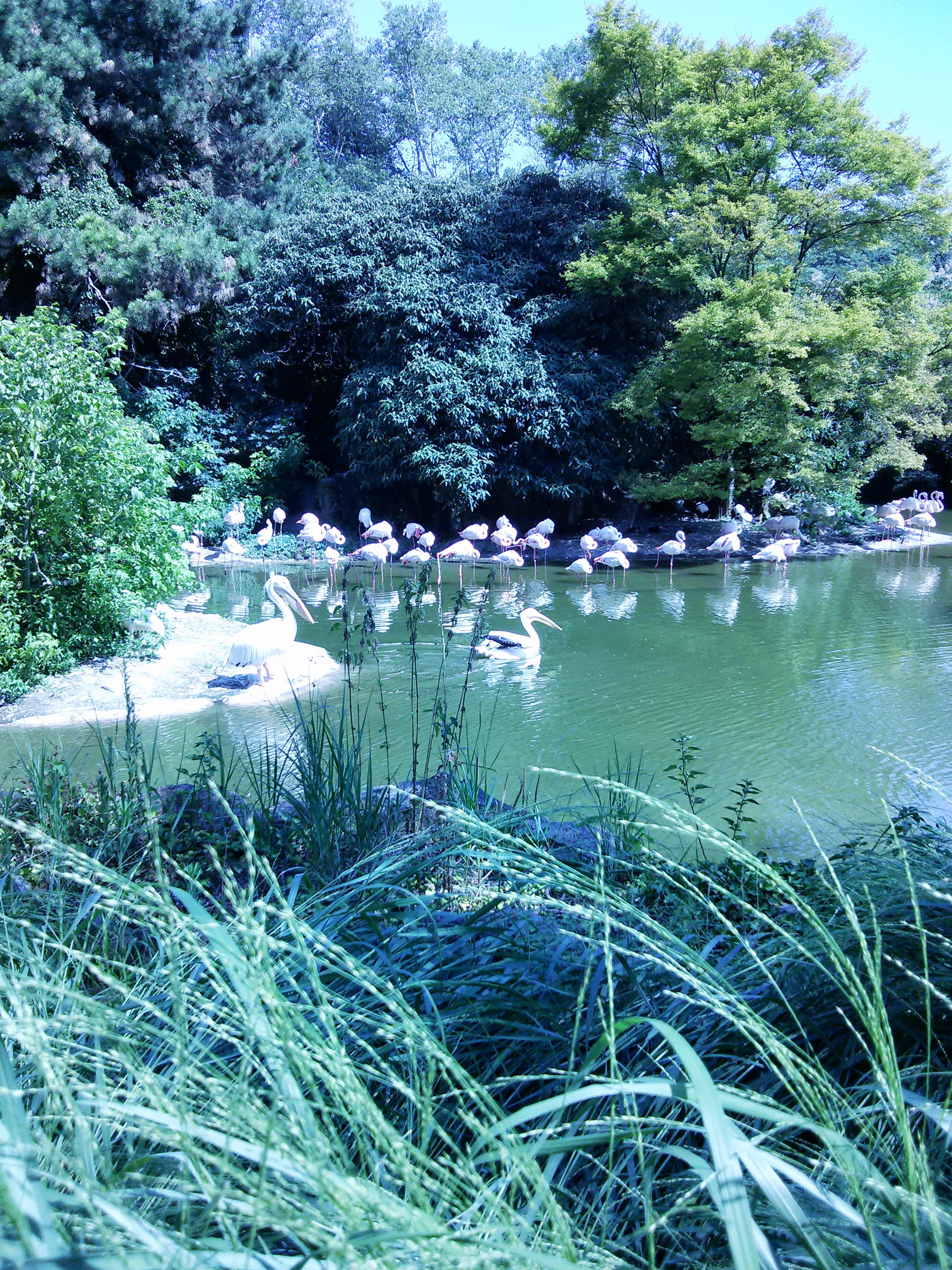 s'extasier devant les flamands rose du parc de la tête d'or (lyon)