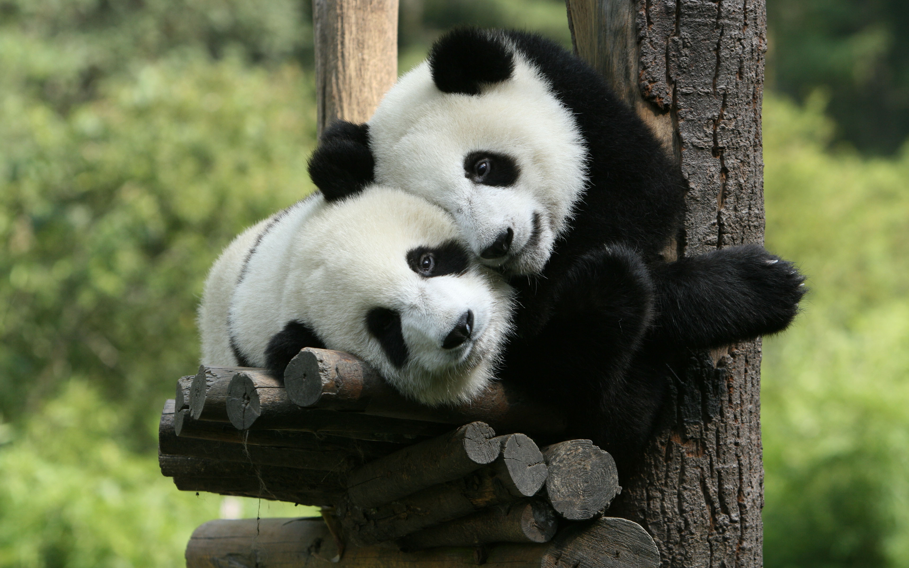 Panda-Cuddle