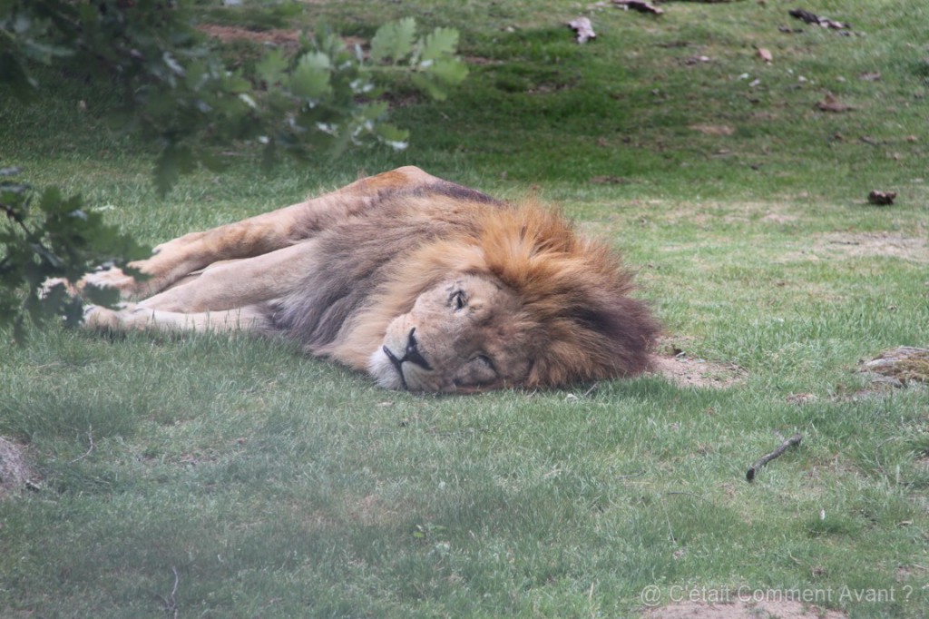 A l'heure de la sieste, le lion n'est pas très motivé ;-)