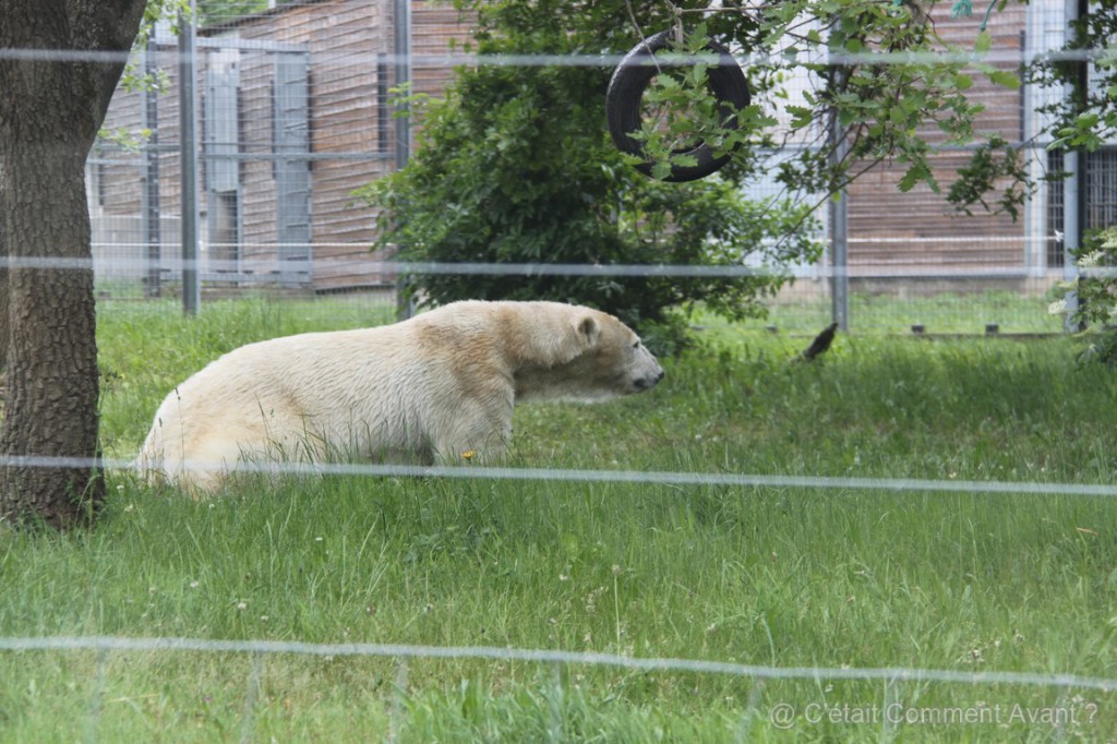 L'ours polaire n'est pas en liberté (ouf!)