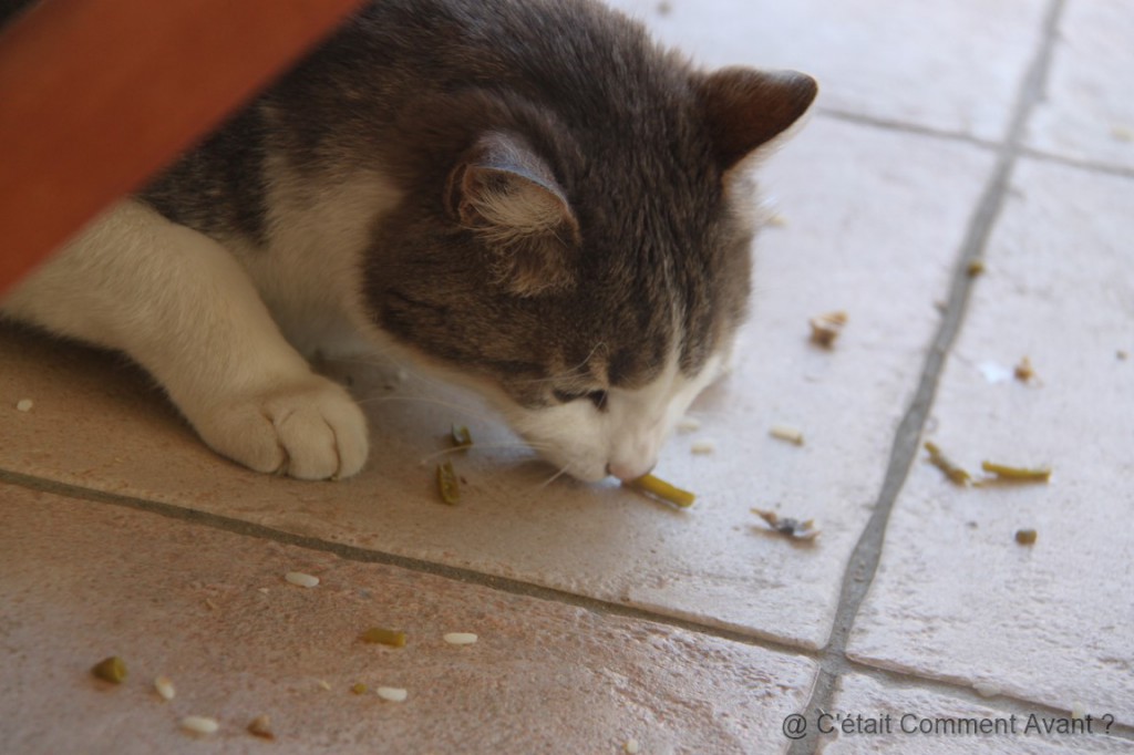 Avoir un chat aspirateur