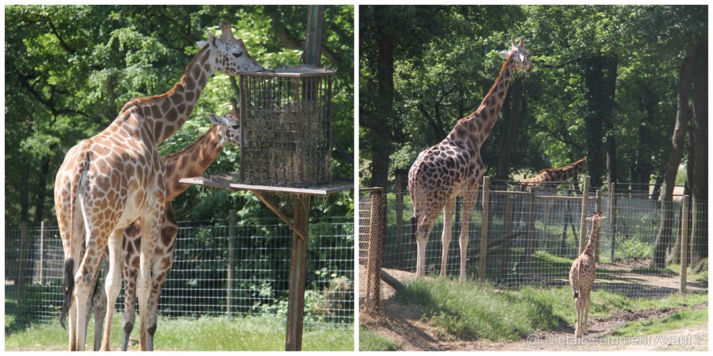 j'adore le girafon !