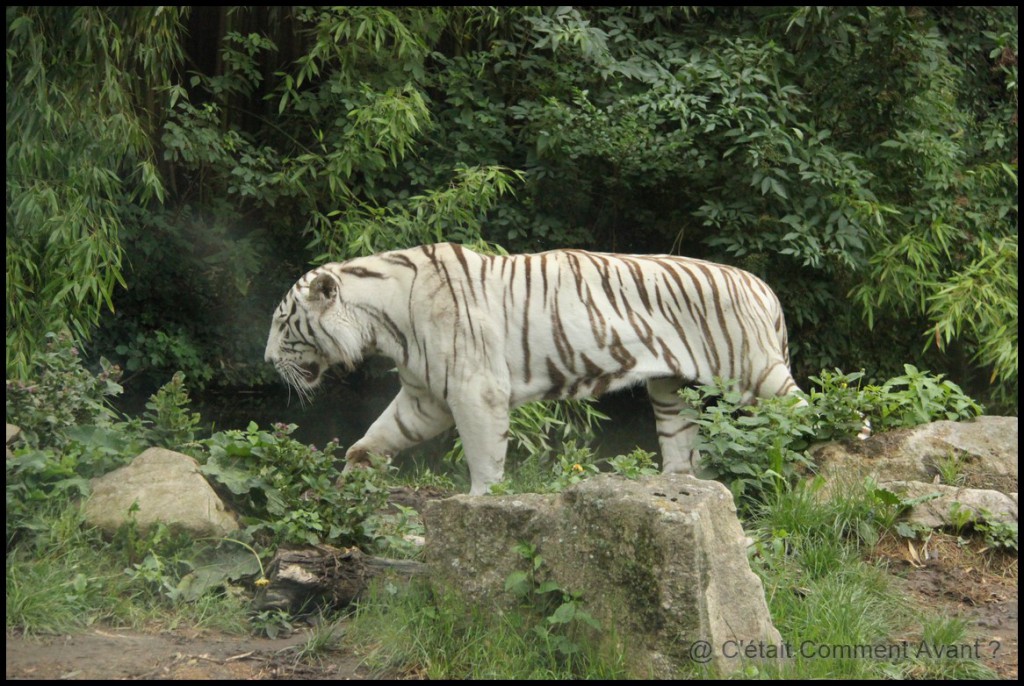 Un superbe tigre blanc