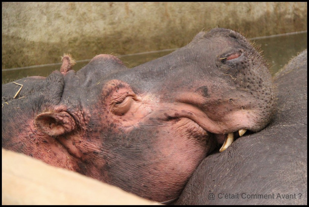 c'est pas très beau un Rhino :)