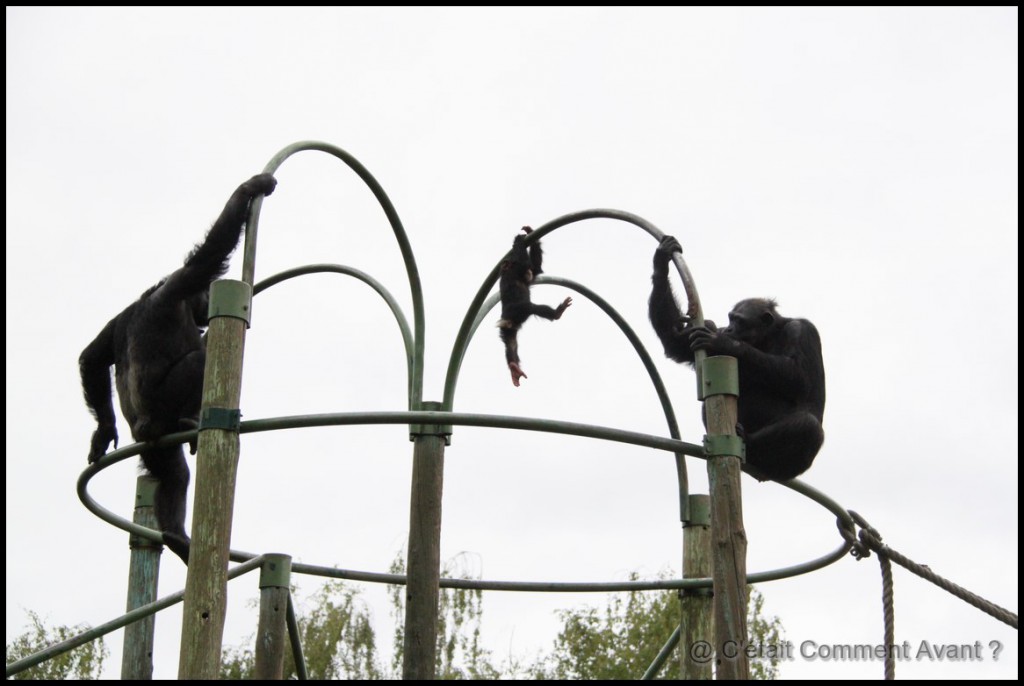 Le petit chimpanzé entouré de son papa et sa maman !