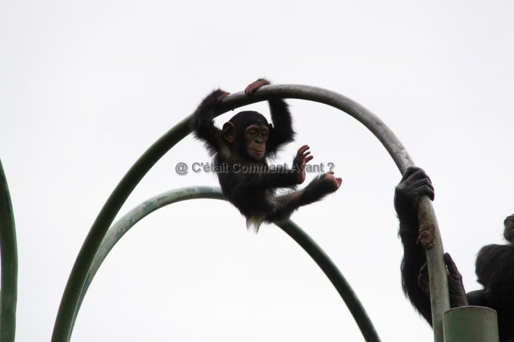 Etre attendri par ce bébé singe