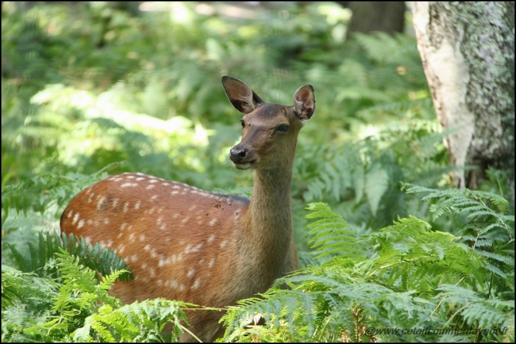 Voir la maman de Bambi