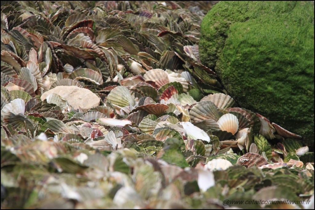 Voir le cimetière des coquilles Saint Jacques