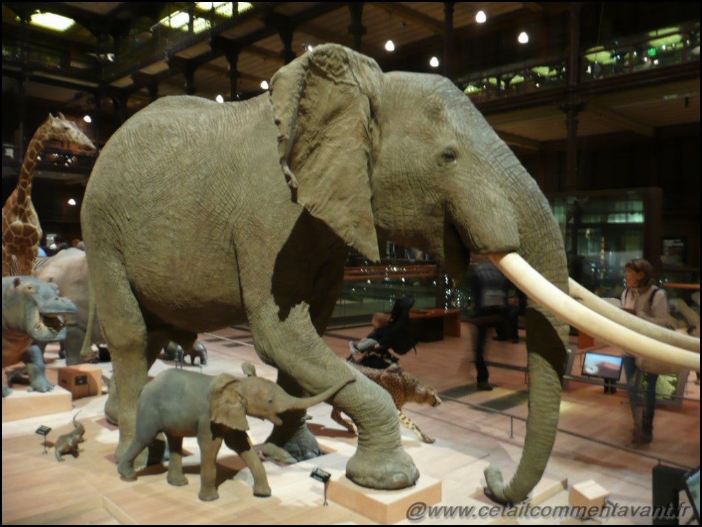 Les voir pour de faux après le zoo de cet été !