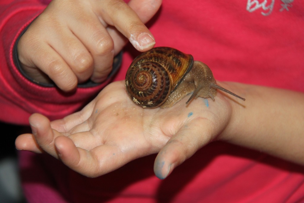 et caresser ces petites bêtes !