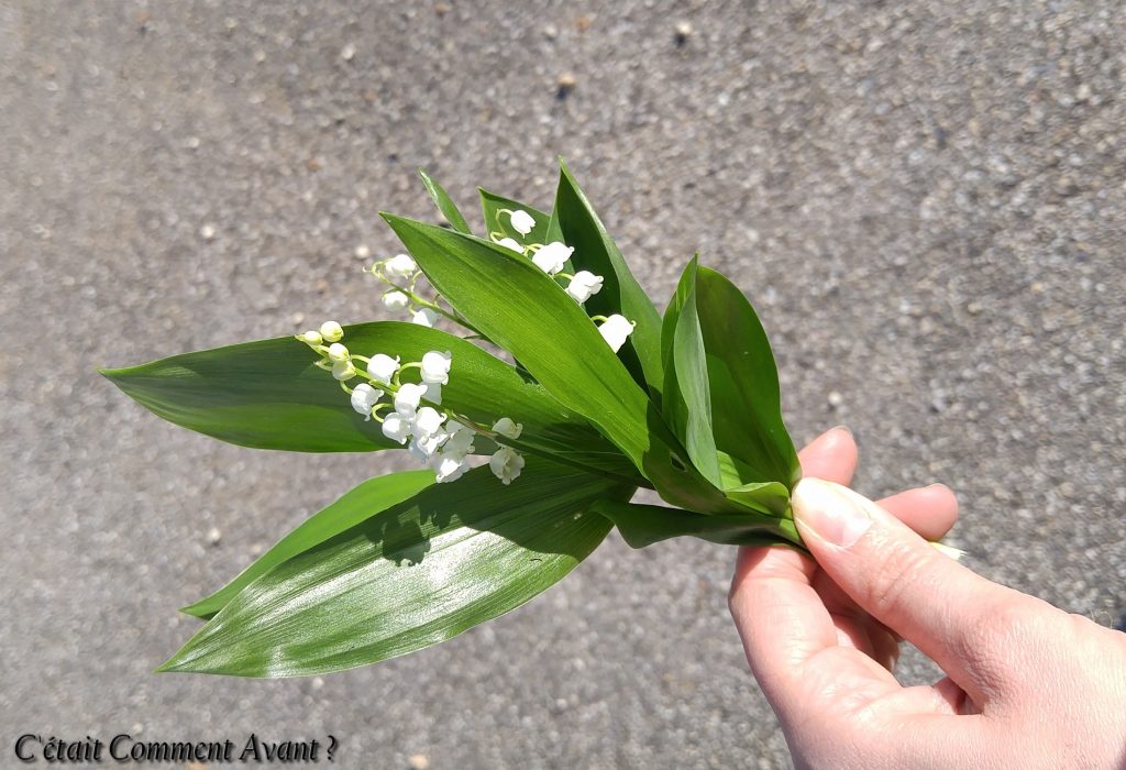 Joli moi de mai...avec un peu de retard, le muguet du jardin !