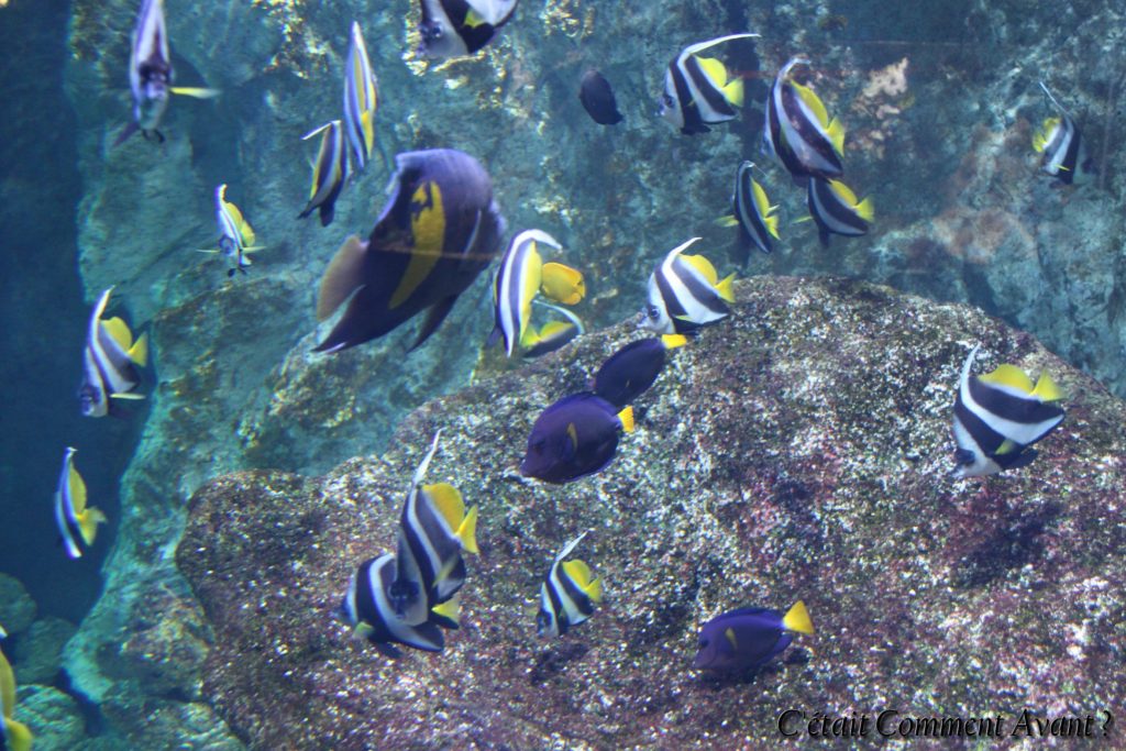 les poissons de nouvelles Calédonie, j'irai bien les voir de plus près !