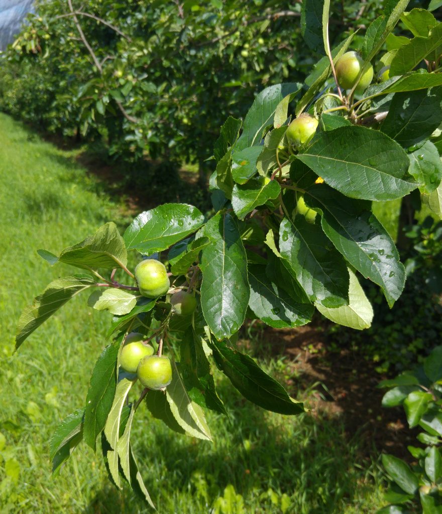 Les pommes du verger