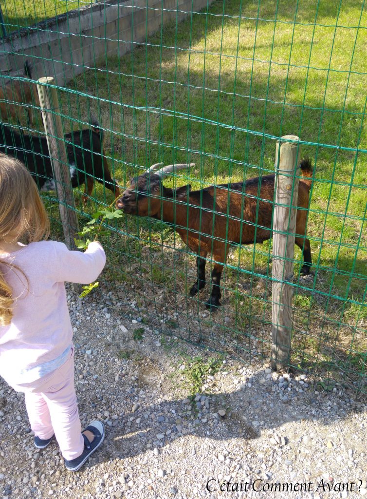 Donner à manger aux biquettes