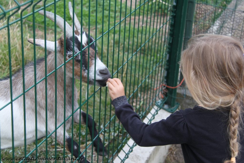 Donner à manger aux biquettes