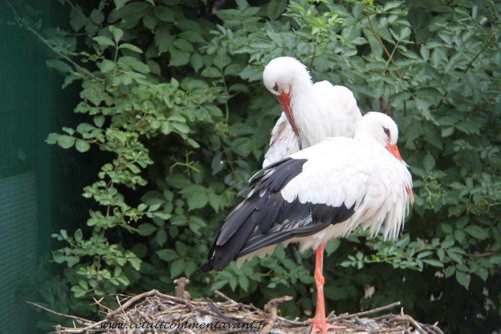 Dire coucou aux cigognes du parc de l'Orangerie